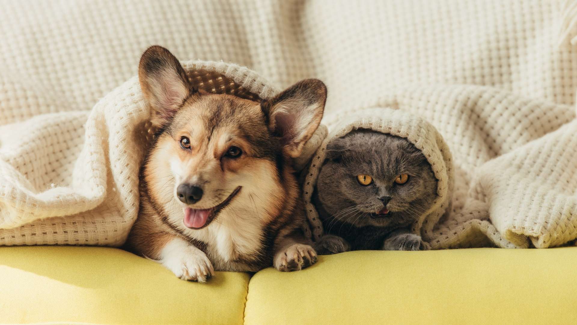 Keeping Your Home Pristine with Pet Cleaning and Transmart